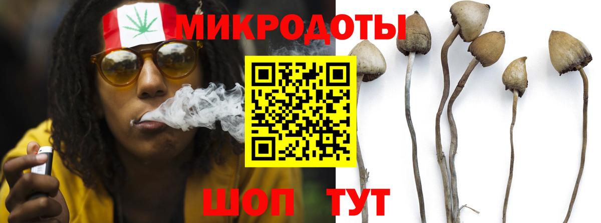 Псилоцибиновые грибы Psilocybine cubensis Котельники